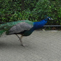 DSC00941